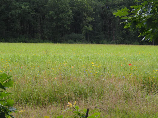 Dodendraad in Hamelt Achel (Belgium)